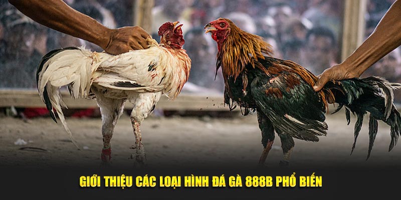 Giới thiệu các loại hình đá gà 888B phổ biến