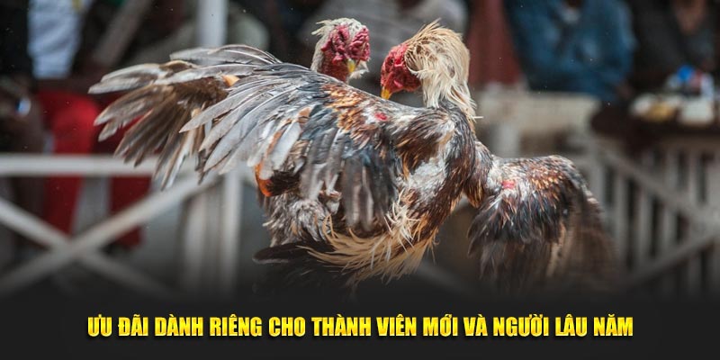 Ưu đãi dành riêng cho thành viên mới và người lâu năm